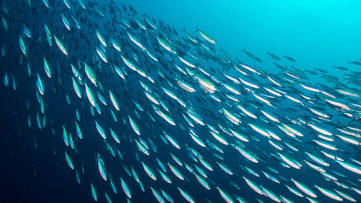 Gran banco de peces en el océano.